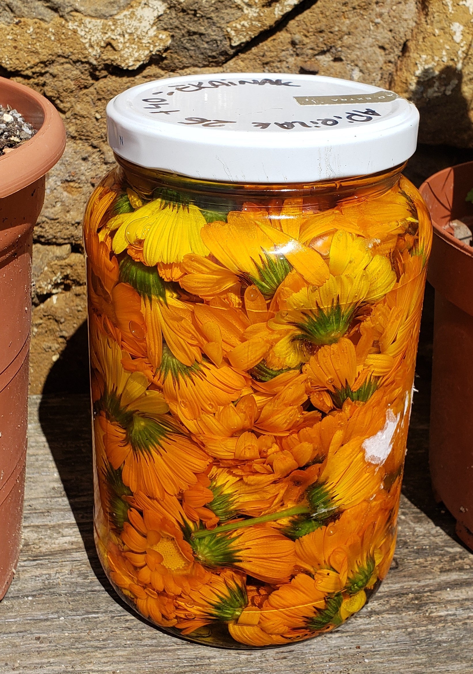 Bote de cristal de 500 ml, expuesto al sol, relleno de flores  de color naranja intenso de caléndula macerando en aceite de oliva virgen extra